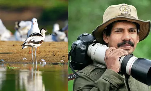 na nazeer-Pied avocet