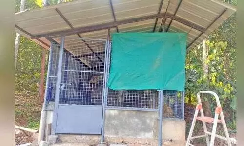 സി​സി ഞാ​റ​ക്കാ​ട്ടി​ൽ സു​രേ​ന്ദ്ര​ന്റെ വീ​ട്ടി​ൽ ഇ​രു​മ്പു​വ​ല​കൊ​ണ്ട് നി​ർ​മി​ച്ച പ​ശു​ത്തൊ​ഴു​ത്ത്