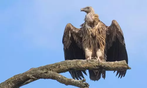 കഴുകന്മാരുടെ സംരക്ഷണത്തിനായി വൾച്ചർ റെസ്റ്റോറന്റ് ആരംഭിച്ച് ഝാർഖണ്ഡ്