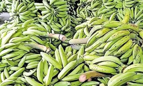 വാഴവെച്ചവരുടെ നടുവൊടിഞ്ഞു; നേന്ത്രക്കായ വില കുത്തനെ കുറഞ്ഞതോടെ കർഷകർ ആശങ്കയിൽ