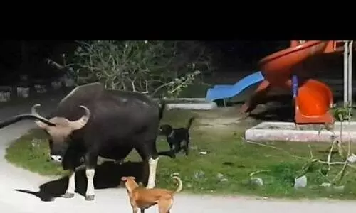 വെ​ള്ളി​യാ​ഴ്ച രാ​ത്രി ക​ക്ക​യം ഡാം ​സൈ​റ്റി​ലെ ഹൈ​ഡ​ൽ ടൂ​റി​സ​ത്തി​ന്റെ ചി​ൽ​ഡ്ര​ൻ​സ് പാ​ർ​ക്കി​നു സ​മീ​പ​മെ​ത്തി​യ കാ​ട്ടു​പോ​ത്ത് (സി.​സി.​ടി.​വി ദൃ​ശ്യം)