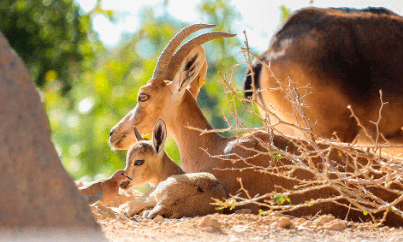അ​ൽ​ഐ​ൻ മൃ​ഗ​ശാ​ല​യി​ൽ 575 നവജാത ശിശുക്കൾ
