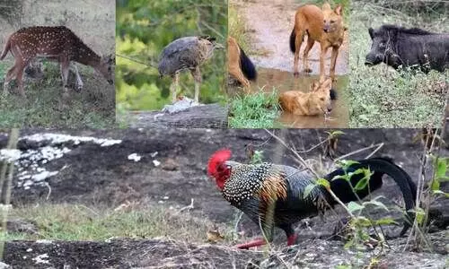 കാട് വിളിക്കുന്നു