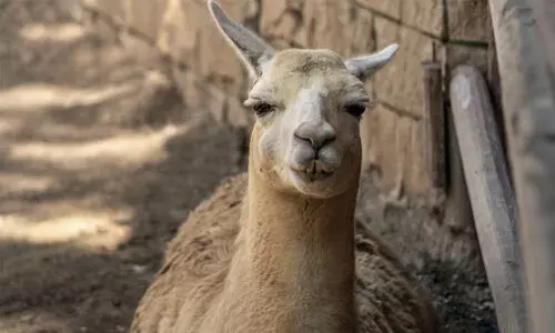 2024 ഒട്ടക വർഷമായി പ്രഖ്യാപിച്ച് ഐക്യരാഷ്ട്രസഭ