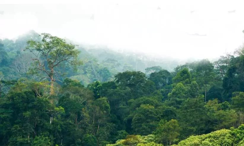 ജൈവ വൈവിധ്യവുമായി പറമ്പിക്കുളം ജൈവ വൈവിധ്യവുമായി പറമ്പിക്കുളം