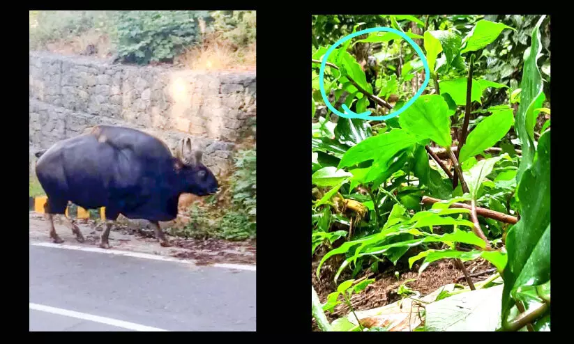 കരടിയും പുലിയും കാട്ടുപോത്തും; ഞങ്ങളെന്ത് കാട്ടാനാ... കരടിയും പുലിയും കാട്ടുപോത്തും; ഞങ്ങളെന്ത് കാട്ടാനാ...