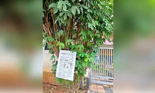 താ​മ​ര​ശ്ശേ​രി  ഗ​വ. യു.​പി സ്കൂ​ൾ വ​ള​പ്പി​ൽ ‘പ്ലാ​ന്റ്സ് അ​വ​ർ പാ​ഷ​ൻ’ പ​ദ്ധ​തി പ്ര​കാ​രം ന​ട്ടു​വ​ള​ർ​ത്തി​യ ചാ​യ​മ​ൻ​സ ചീ​ര​ച്ചെ​ടി