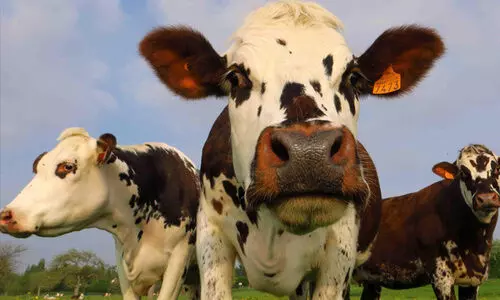 സാ​മ്പ​ത്തി​ക​ബു​ദ്ധി​മു​ട്ടി​ന്‍റെ പേ​രി​ൽ പ​ദ്ധ​തി​ക​ൾ ​വെ​ട്ടി​ക്കു​റ​ച്ചു: കൂ​ടൊഴിഞ്ഞ്​ പശുക്കൾ; പിടിച്ചുനിൽക്കാനാവാതെ ക്ഷീരകർഷകർ