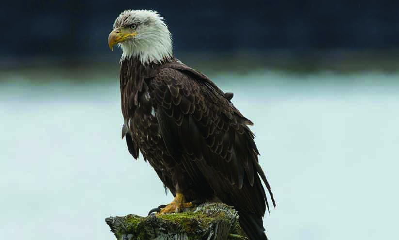 പരിക്കേറ്റ കഴുകന് പരിചരണം നൽകി പരിക്കേറ്റ കഴുകന് പരിചരണം നൽകി