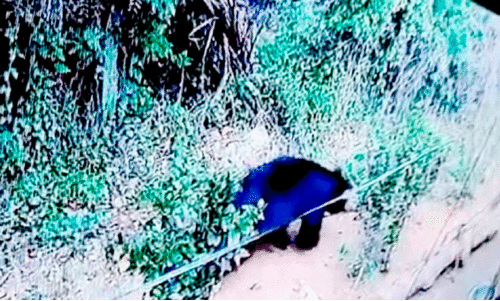 സി.​സി.​ടി.​വി​യി​ൽ പ​തി​ഞ്ഞ ക​ര​ടി​യു​ടെ ദൃ​ശ്യം