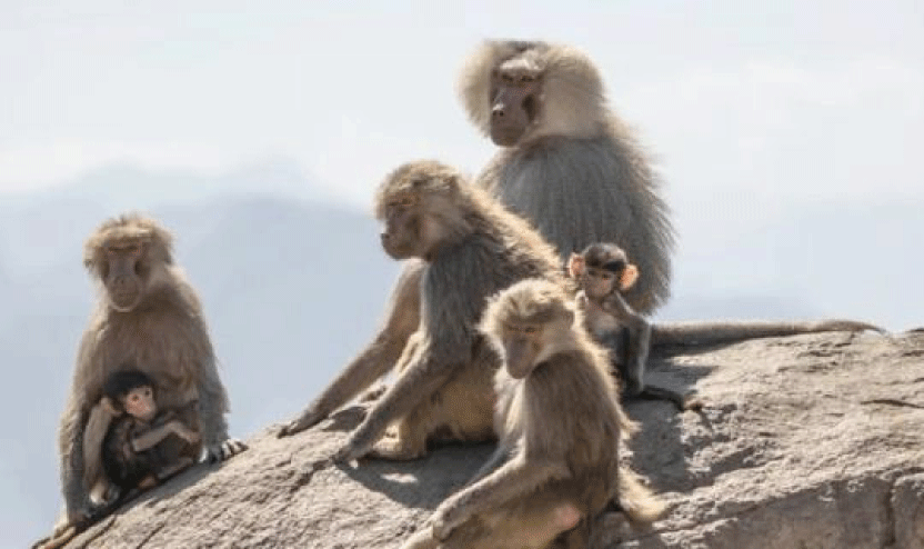 സൗ​ദി​യി​ൽ കു​ര​ങ്ങു​ശ​ല്യം ത​ട​യാ​ൻ ദേ​ശീ​യ വ​ന്യ​ജീ​വി കേ​ന്ദ്രം