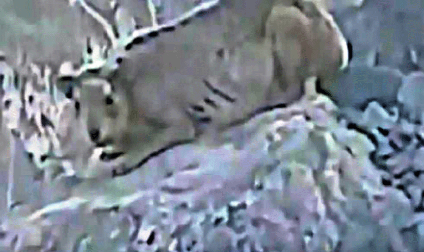 മക്കയിലെ മലനിരകളിൽ വിചിത്രജീവിയെ കണ്ടെന്ന് പ്രചാരണം മക്കയിലെ മലനിരകളിൽ വിചിത്രജീവിയെ കണ്ടെന്ന് പ്രചാരണം