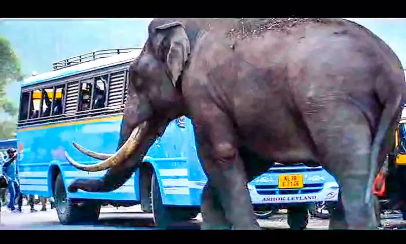 മൂന്നാർ എക്കോ പോയന്റിൽ റോഡിന് നടുവിൽ വാഹന ഗതാഗതം തടസ്സപ്പെടുത്തി നിലയുറപ്പിച്ച പടയപ്പ മൂന്നാർ എക്കോ പോയന്റിൽ റോഡിന് നടുവിൽ വാഹന ഗതാഗതം തടസ്സപ്പെടുത്തി നിലയുറപ്പിച്ച പടയപ്പ