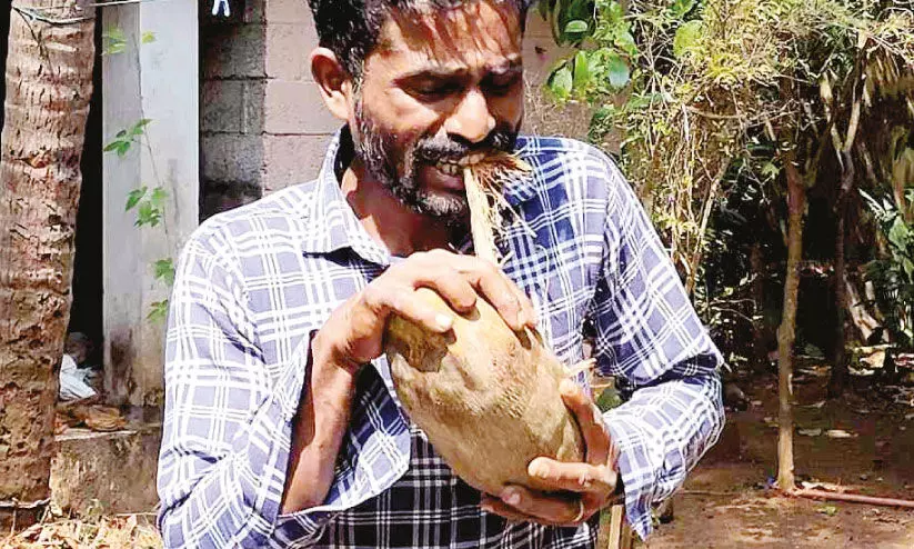 കരിക്കാട് കബീർ പല്ലുകൊണ്ട് തേങ്ങ പൊതിക്കുന്നു കരിക്കാട് കബീർ പല്ലുകൊണ്ട് തേങ്ങ പൊതിക്കുന്നു