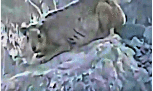 മ​ക്ക​യി​ലെ മ​ല​നി​ര​ക​ളി​ൽ വി​ചി​ത്രജീ​വി​യെ ക​ണ്ടെ​ന്ന്​ ​പ്ര​ചാ​ര​ണം