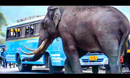 മൂന്നാർ എ​ക്കോ പോ​യന്റി​ൽ ​റോ​ഡി​ന്​ ന​ടു​വി​ൽ വാ​ഹ​ന ഗ​താ​ഗ​തം ത​ട​സ്സ​പ്പെ​ടു​ത്തി നി​ല​യു​റ​പ്പി​ച്ച പ​ട​യ​പ്പ