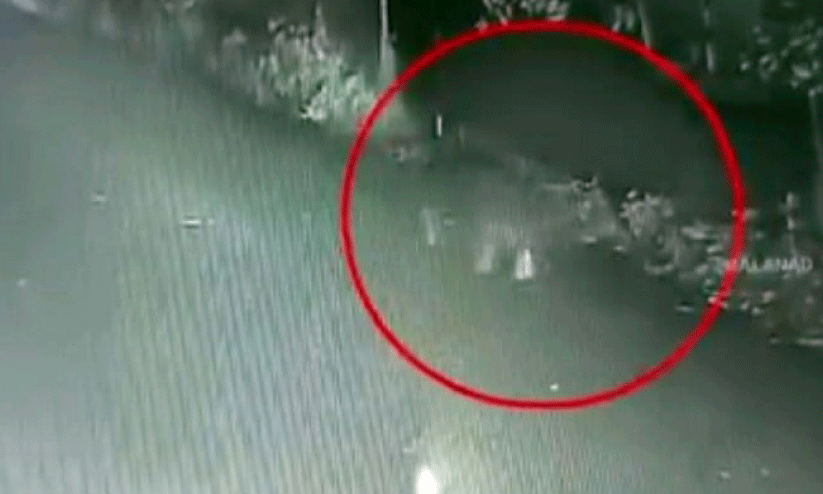 bear menace bear menace