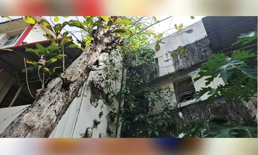 കൂറ്റന്‍ തേക്കുമരങ്ങള്‍ ഭീഷണിയാകുന്നു