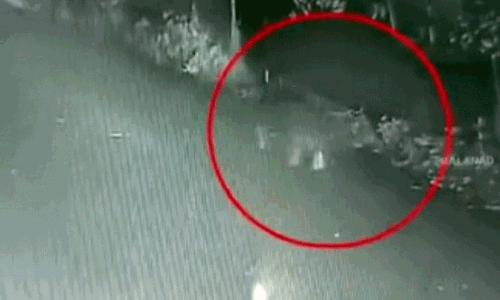 bear menace bear menace