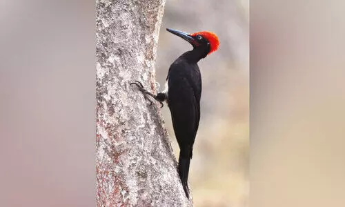 ചൊ​ക്ക​ന റ​ബ​ര്‍ പ്ലാ​ന്റേ​ഷ​നി​ല്‍നി​ന്ന് പ്ര​കാ​ശ​ന്‍ ഇ​ഞ്ച​ക്കു​ണ്ട് പ​ക​ര്‍ത്തി​യ കാ​ക്ക​മ​രം​കൊ​ത്തി​യി​ന​ത്തി​ല്‍പെ​ട്ട വ​ലി​യ പ​ക്ഷി