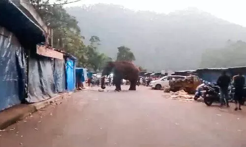 ക​ഴി​ഞ്ഞ ദി​വ​സം മൂ​ന്നാ​ർ എ​ക്കോ​പോ​യന്‍റി​ൽ ഇ​റ​ങ്ങി​യ പ​ട​യ​പ്പ