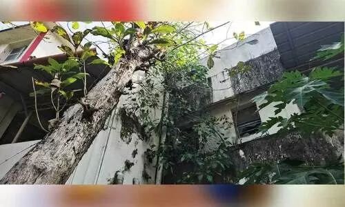 കൂറ്റന്‍ തേക്കുമരങ്ങള്‍ ഭീഷണിയാകുന്നു