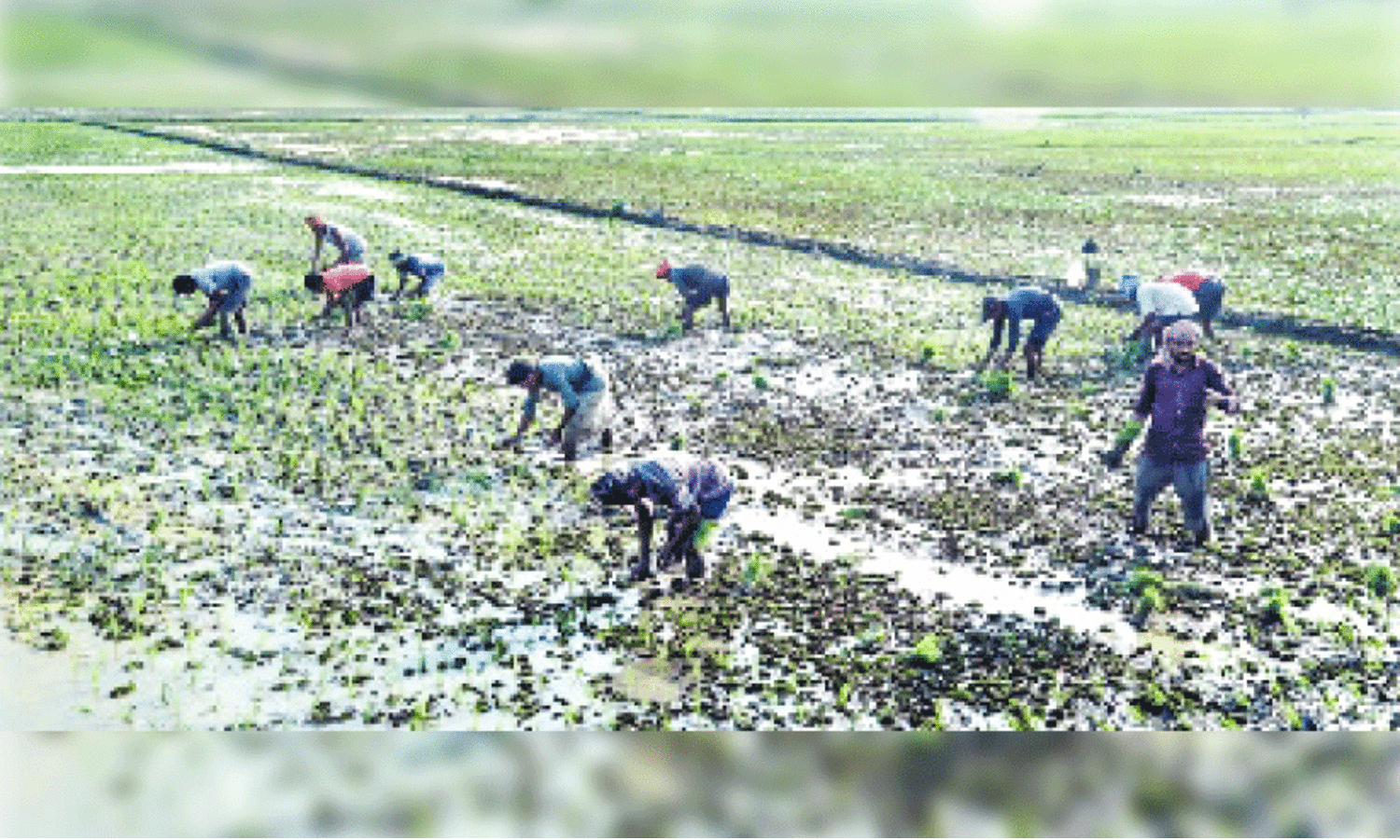 മാ​ന്നാ​ർ കു​ര​ട്ടി​ശ്ശേ​രി പു​ഞ്ച പാ​ട​ശേ​ഖ​ര​ത്തി​ൽ ഞാ​റു​ന​ടീ​ലി​ൽ ഏ​ർ​പ്പെ​ട്ട അ​ന്ത​ർ സം​സ്ഥാ​ന തൊ​ഴി​ലാ​ളി​ക​ൾ