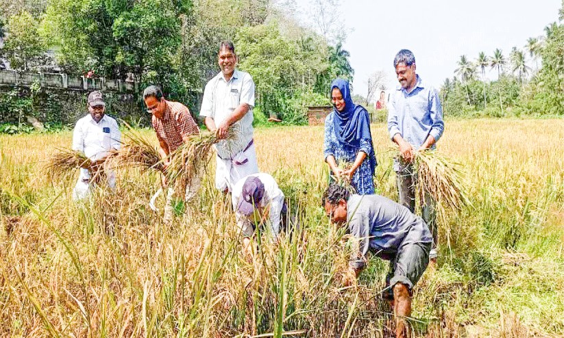വാ​ഴ​ക്കു​ളം ക​ർ​മ​ല ആ​ശ്ര​മ​ത്തി​ലെ വൈ​ദി​ക​രു​ടെ നേ​തൃ​ത്വ​ത്തി​ൽ കൃ​ഷി ചെ​യ്ത  ജ​പ്പാ​ൻ​വ​യ​ല​റ്റ്​ നെ​ൽ​കൃ​ഷി​യു​ടെ വി​ള​വെ​ടു​പ്പ്