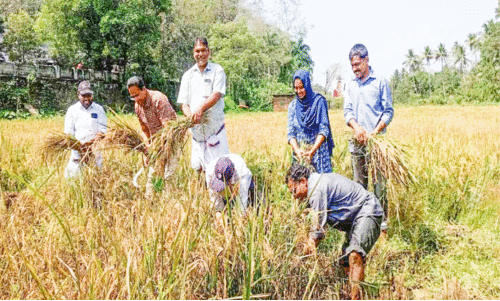 വാ​ഴ​ക്കു​ളം ക​ർ​മ​ല ആ​ശ്ര​മ​ത്തി​ലെ വൈ​ദി​ക​രു​ടെ നേ​തൃ​ത്വ​ത്തി​ൽ കൃ​ഷി ചെ​യ്ത  ജ​പ്പാ​ൻ​വ​യ​ല​റ്റ്​ നെ​ൽ​കൃ​ഷി​യു​ടെ വി​ള​വെ​ടു​പ്പ്