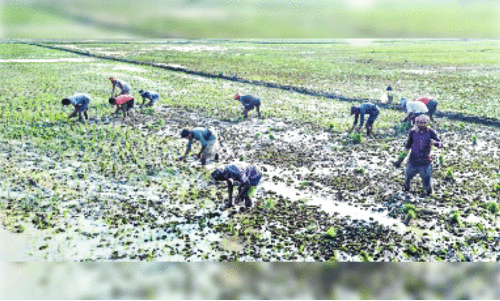 മാ​ന്നാ​ർ കു​ര​ട്ടി​ശ്ശേ​രി പു​ഞ്ച പാ​ട​ശേ​ഖ​ര​ത്തി​ൽ ഞാ​റു​ന​ടീ​ലി​ൽ ഏ​ർ​പ്പെ​ട്ട അ​ന്ത​ർ സം​സ്ഥാ​ന തൊ​ഴി​ലാ​ളി​ക​ൾ
