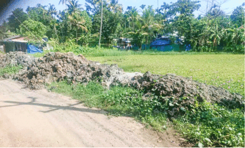 ചെ​ളി​യും മ​ണ്ണും ഉ​പ​യോ​ഗി​ച്ച് അ​രൂ​ർ മേ​ഖ​ല​യി​ൽ നി​ക​ത്തു​ന്ന നെ​ൽ​വ​യ​ലു​ക​ളി​ലൊ​ന്ന്