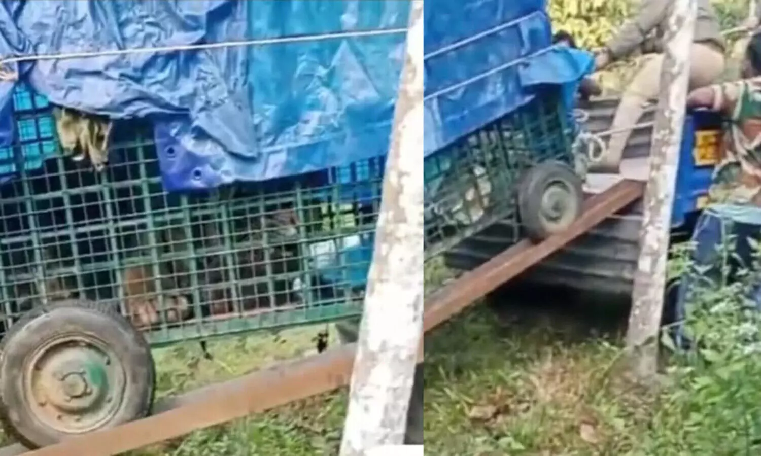 tiger choorimala 098908