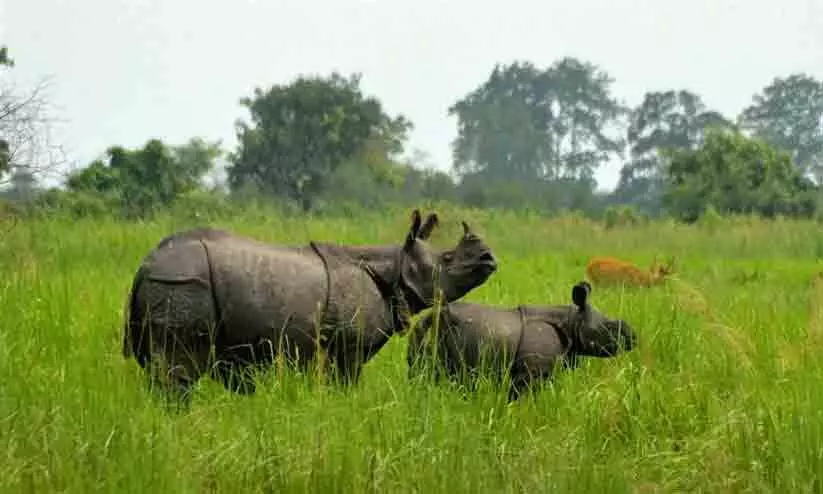 Kaziranga National Park