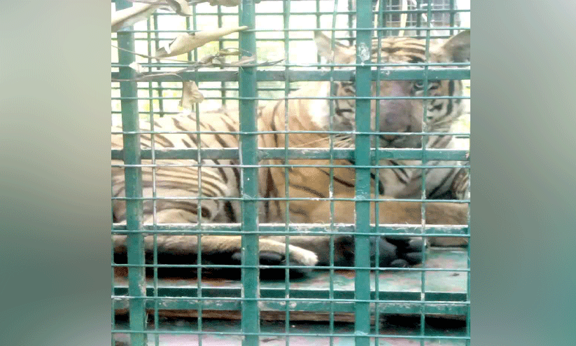 ക​ടു​വയുടെ സ​ഞ്ചാരം വാ​കേ​രി, സി​സി വ​ഴി ചൂ​രി​മ​ല