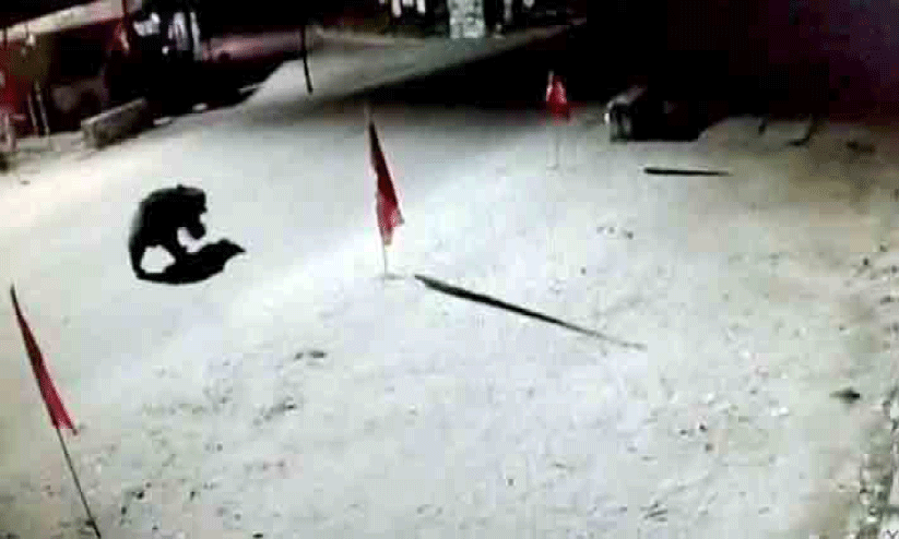 ജ​ന​ത്തെ ആ​ശ​ങ്ക​യി​ലാ​ക്കി ബ​ത്തേ​രി ടൗ​ണി​ൽ ക​ര​ടി