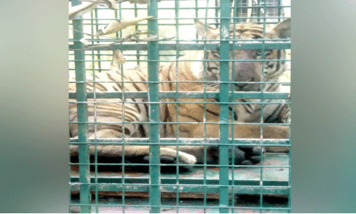 ക​ടു​വയുടെ സ​ഞ്ചാരം വാ​കേ​രി, സി​സി വ​ഴി ചൂ​രി​മ​ല