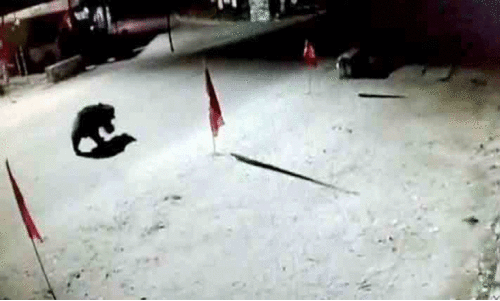 ജ​ന​ത്തെ ആ​ശ​ങ്ക​യി​ലാ​ക്കി ബ​ത്തേ​രി ടൗ​ണി​ൽ ക​ര​ടി