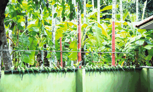 പ്രകാശന്‍റെ അതിഥികൾ