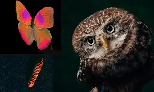 ‘മൃഗങ്ങളുടെ കണ്ണിലൂടെ ലോകത്തെ കാണാൻ’ പുതിയ കാമറയുമായി ശാസ്ത്രജ്ഞർ; 99 ശതമാനം കൃത്യതയെന്ന് അവകാശവാദം