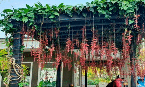 തുമ്പർജിയ ക്ലോക്ക്​ വൈൻ