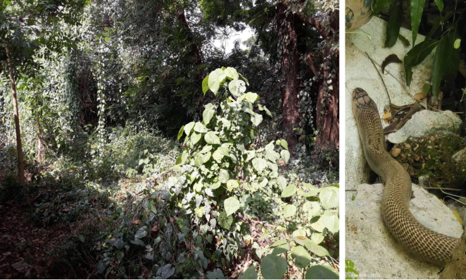 പാമ്പുഭീതിയില്‍ തിരുവനന്തപുരം മെഡിക്കല്‍ കോളജ് കാമ്പസ്, കണ്ടില്ലെന്ന് നടിച്ച് അധികൃതര്‍