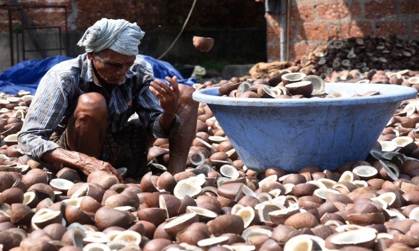 ക​ര​തൊ​ടാ​തെ കൊ​പ്ര വ്യാ​പാ​ര മേ​ഖ​ല; പ​ച്ച​ത്തേ​ങ്ങ അ​ങ്ങോ​ട്ട്... കൊ​പ്ര ഇ​ങ്ങോ​ട്ട്...