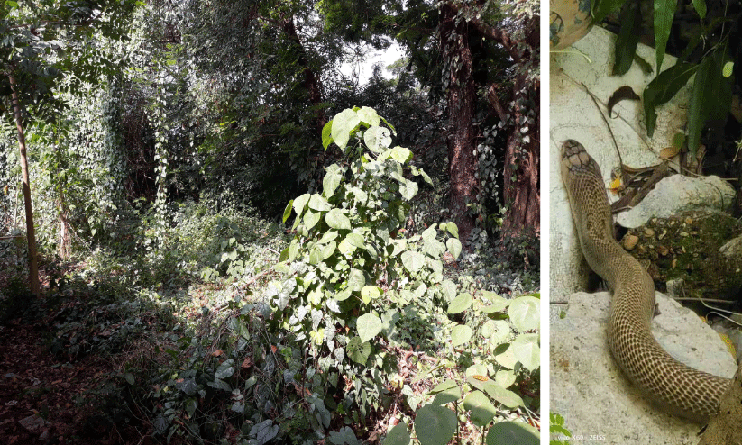 പാമ്പുഭീതിയില്‍ തിരുവനന്തപുരം മെഡിക്കല്‍ കോളജ് കാമ്പസ്, കണ്ടില്ലെന്ന് നടിച്ച് അധികൃതര്‍