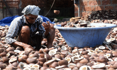 ക​ര​തൊ​ടാ​തെ കൊ​പ്ര വ്യാ​പാ​ര മേ​ഖ​ല; പ​ച്ച​ത്തേ​ങ്ങ അ​ങ്ങോ​ട്ട്... കൊ​പ്ര ഇ​ങ്ങോ​ട്ട്...