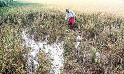 നെ​ൽ​കൃ​ഷി