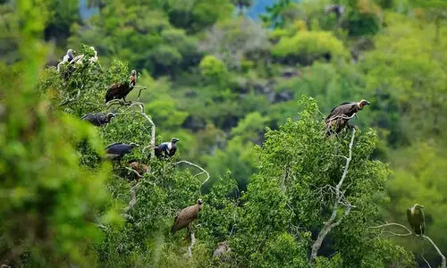 കേരളമുൾപ്പെടെ ദക്ഷിണേന്ത്യൻ വനങ്ങളിൽ കഴുകന്മാരുടെ എണ്ണത്തിൽ വർധനവ്