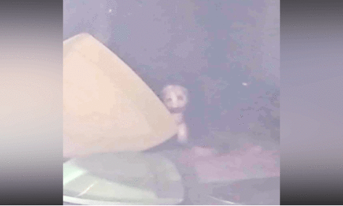 കുമ്പളയിൽ സ്കൂൾ  ക്ലാസ് മുറിക്കകത്ത് മൂർഖൻ പാമ്പ്