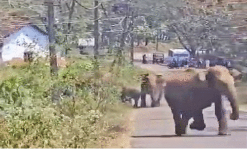 പാലപ്പിള്ളിയിൽ യാത്രക്കാർക്ക് നേരെ പാഞ്ഞടുത്ത് കാട്ടാനക്കൂട്ടം