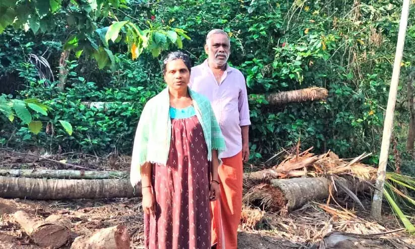 wild elephant menace