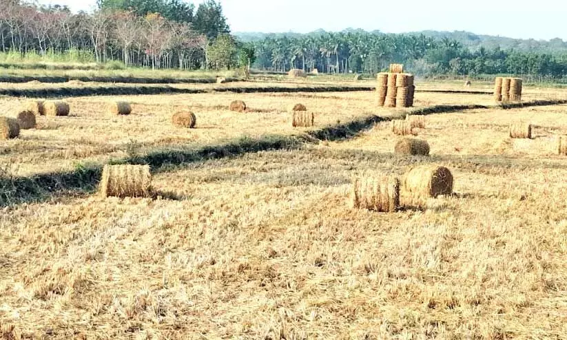 വയ്ക്കോൽ